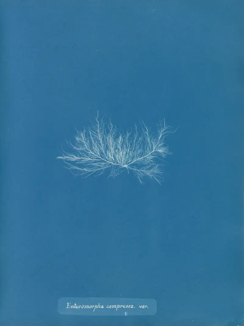 Enteromorpha compressa var. av Anna Atkins
