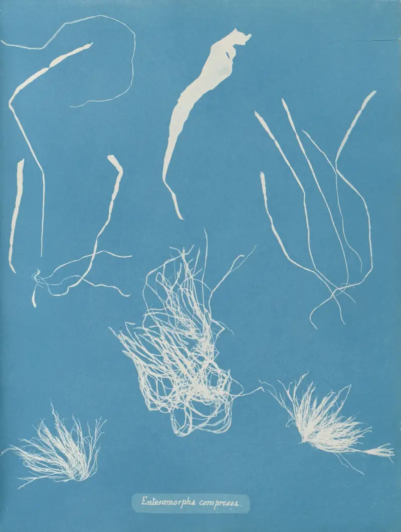 Enteromorpha compressa von Anna Atkins
