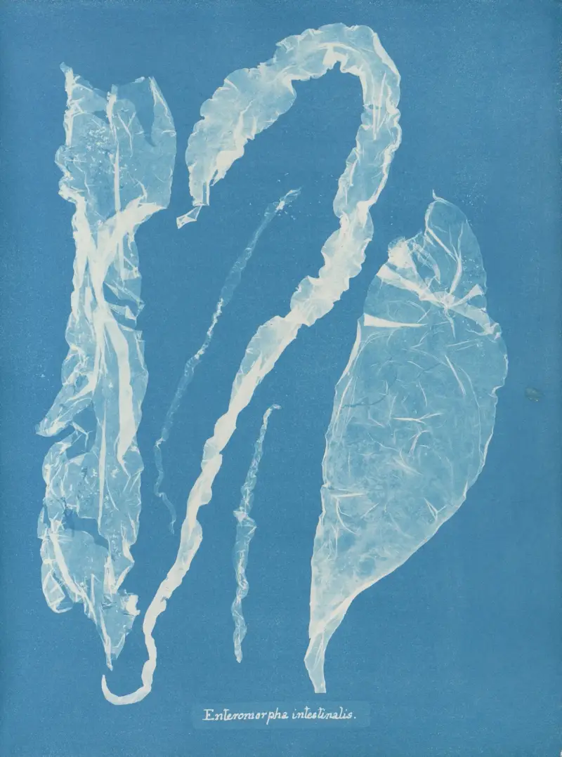 Enteromorpha intestinalis, 1843 – nr 2 av Anna Atkins