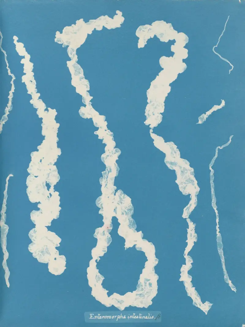 Enteromorpha intestinalis, 1843 – Nr. 1 von Anna Atkins