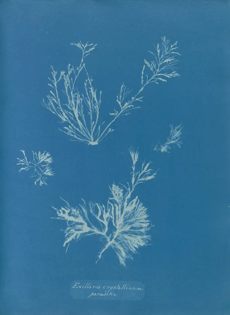 Exilaria crystallinum, parasiterande av Anna Atkins