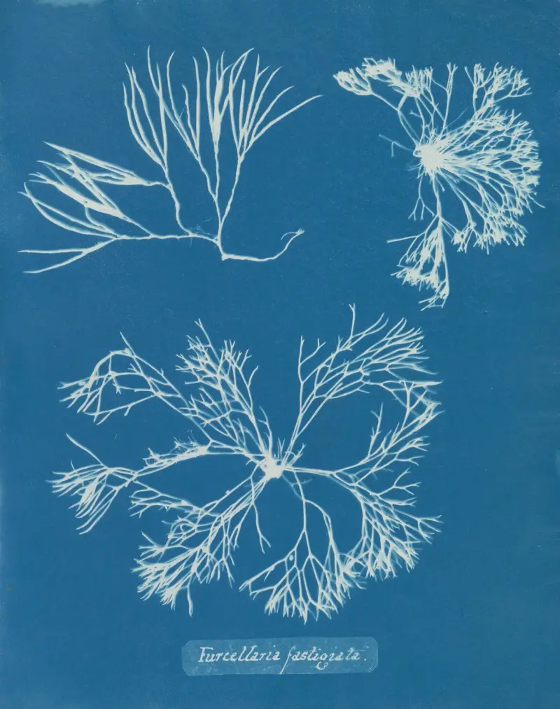 Furcellaria fastigiata, 1843 – Nr. 2 von Anna Atkins