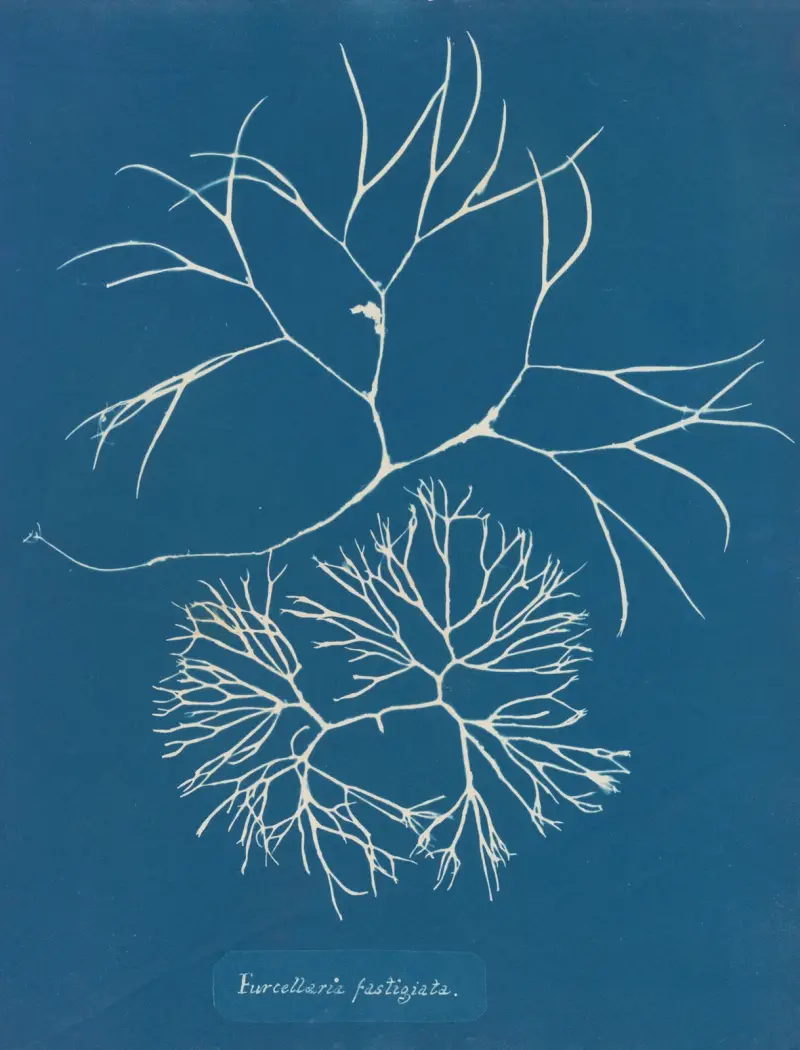 Furcellaria fastigiata., 1843 – nr 1 av Anna Atkins