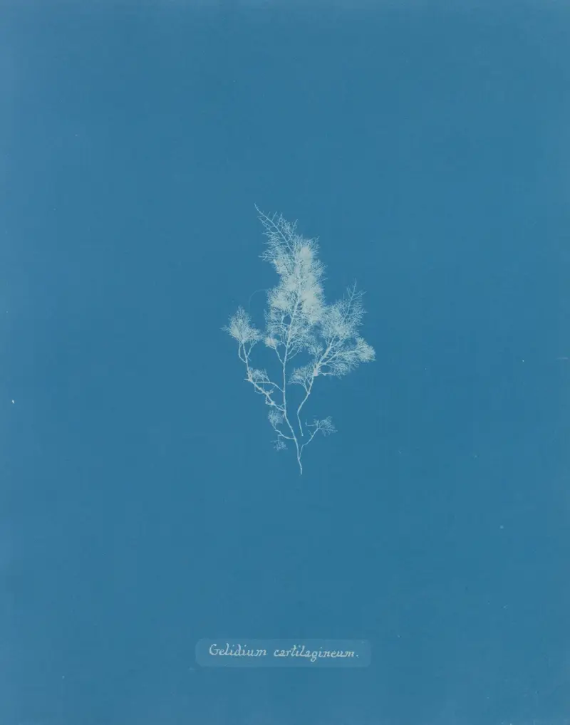 Gelidium cartilagineum von Anna Atkins