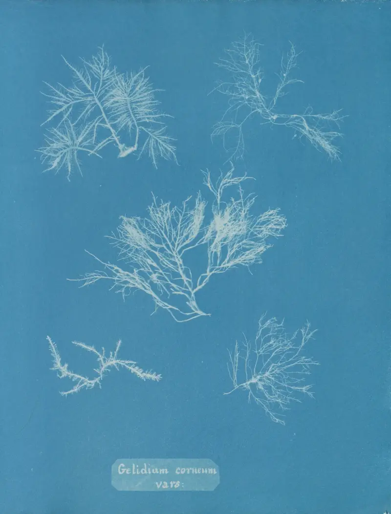 Gelidium corneum vars. av Anna Atkins