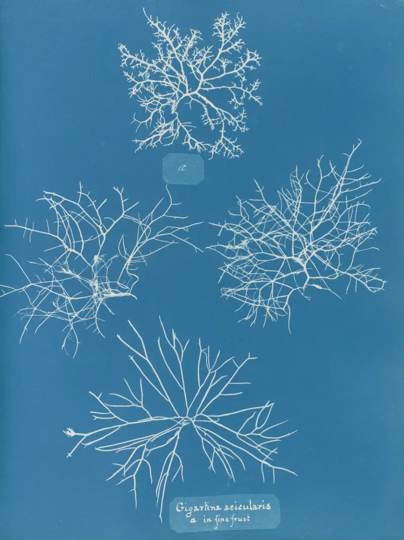 Gigartina acicularis, a. i fin frukt av Anna Atkins