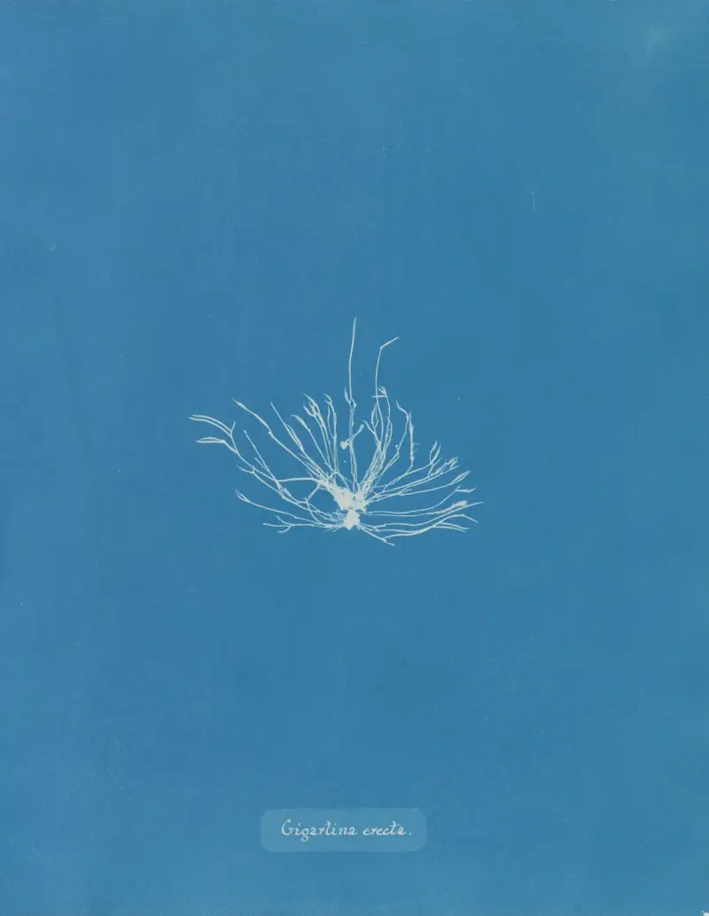Gigartina erecta av Anna Atkins