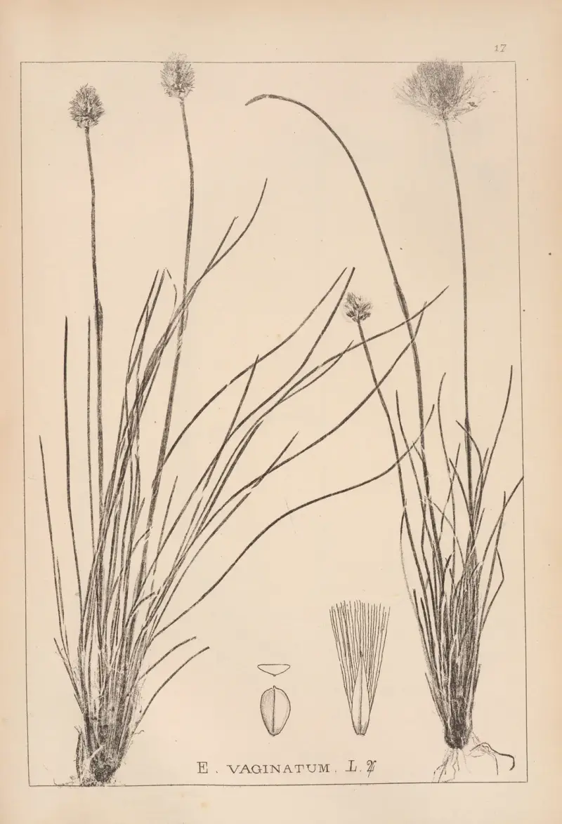Herbier de la flore française Pl.1188 av Louis Antoine Cusin