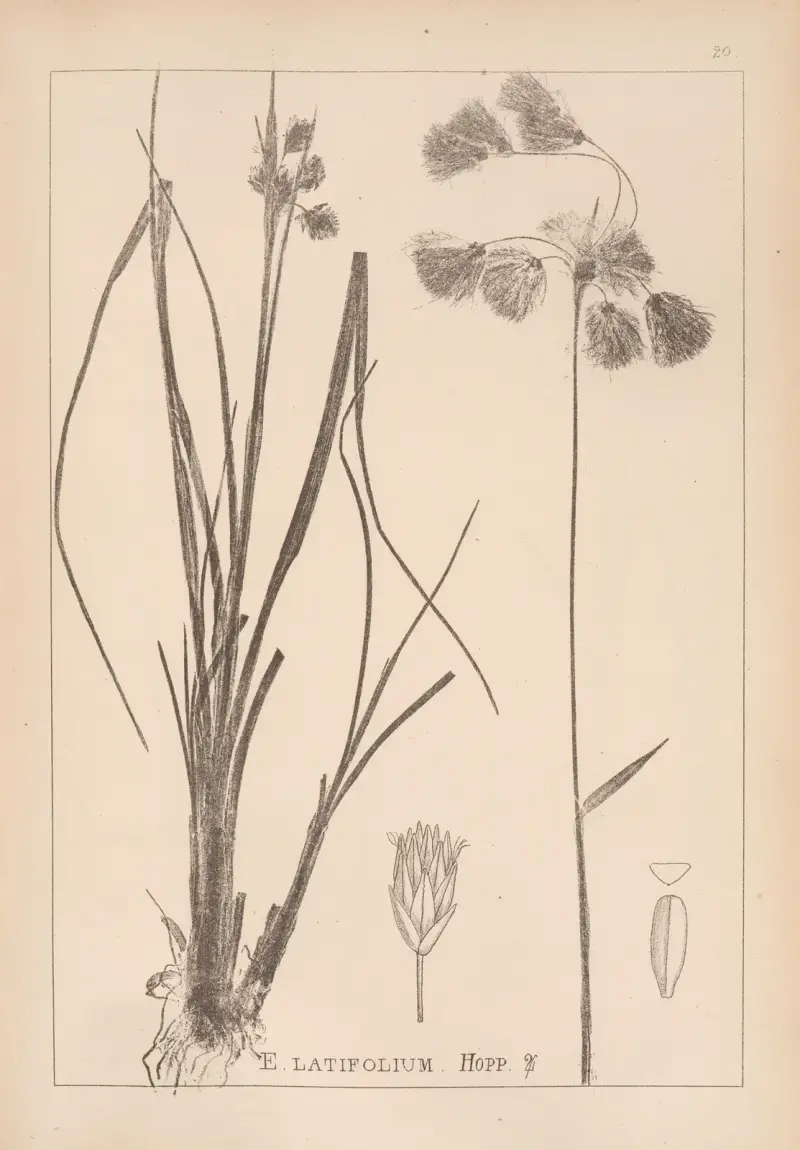 Herbier de la flore française Pl. 1191 von Louis Antoine Cusin