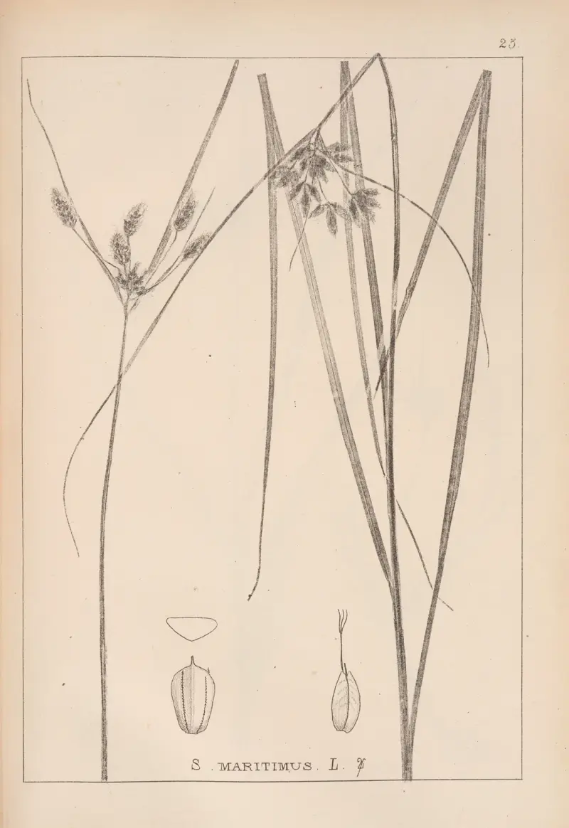 Herbier de la flore française Pl. 1196 von Louis Antoine Cusin