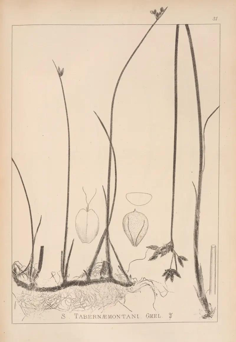 Herbier de la flore française Pl.1202 av Louis Antoine Cusin