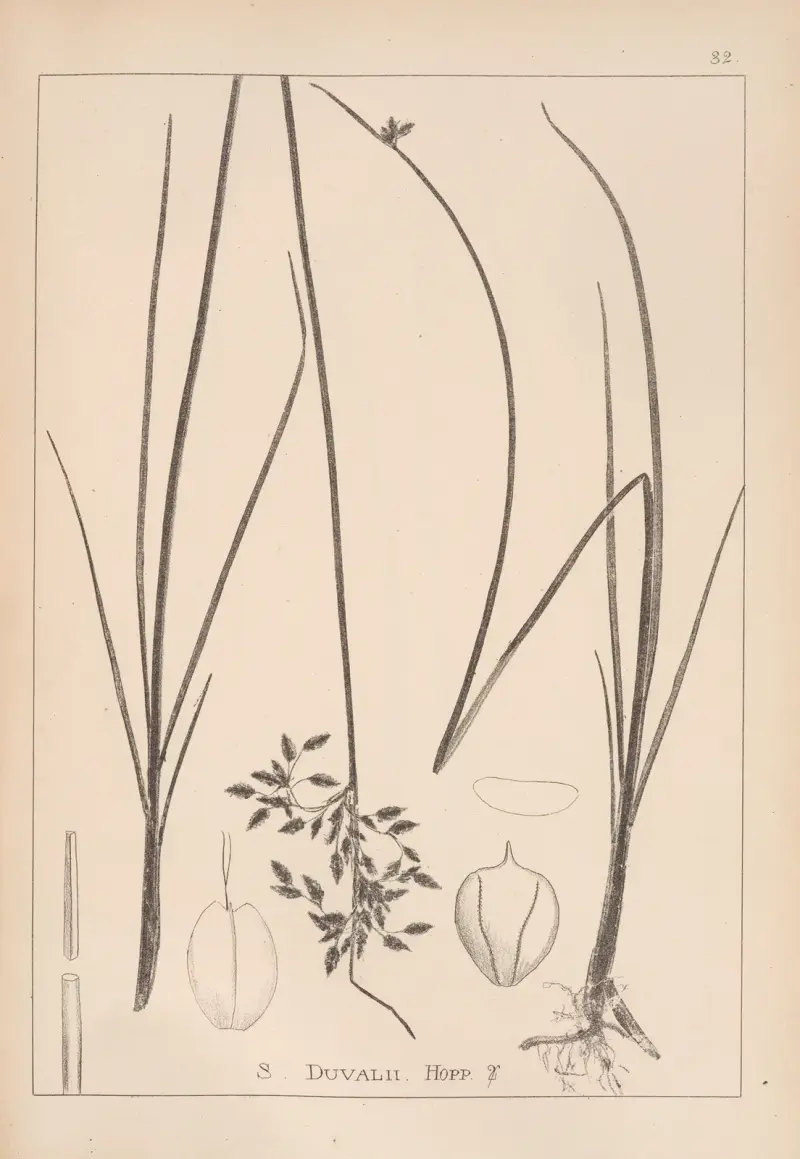 Herbier de la flore française Pl.1203 av Louis Antoine Cusin