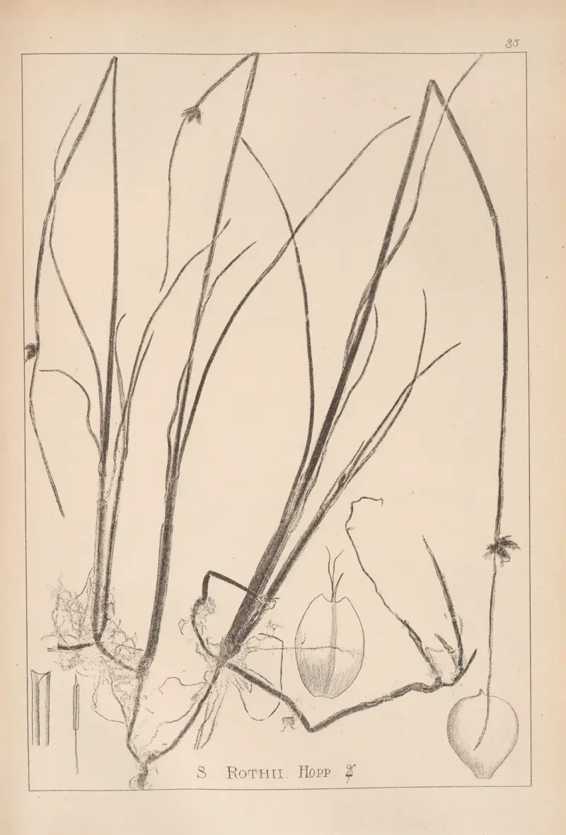 Herbier de la flore française Pl.1206 av Louis Antoine Cusin