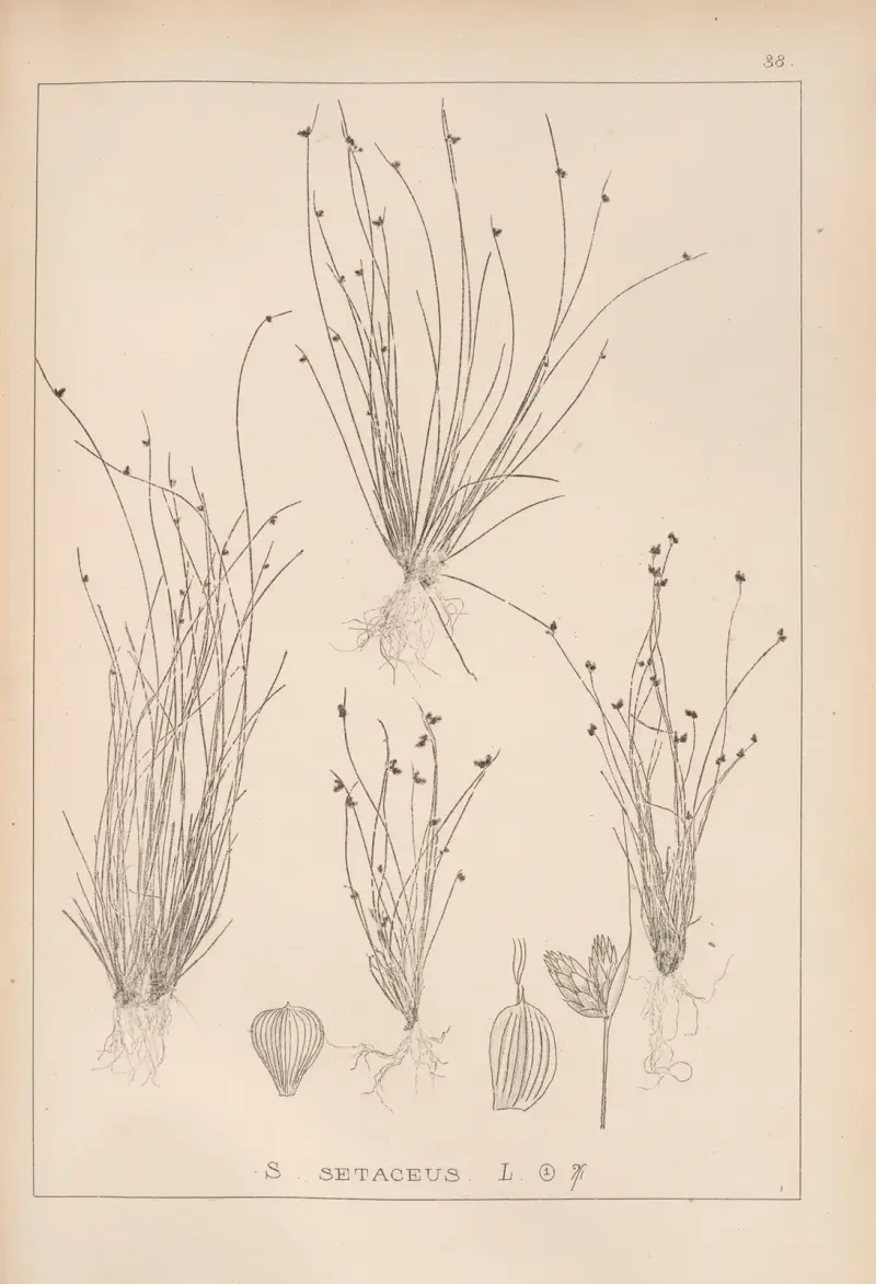 Herbier de la flore française Pl.1209 av Louis Antoine Cusin