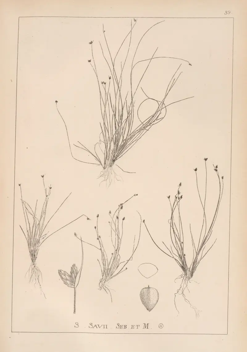 Fransk flora, plansch 1210 av Louis Antoine Cusin