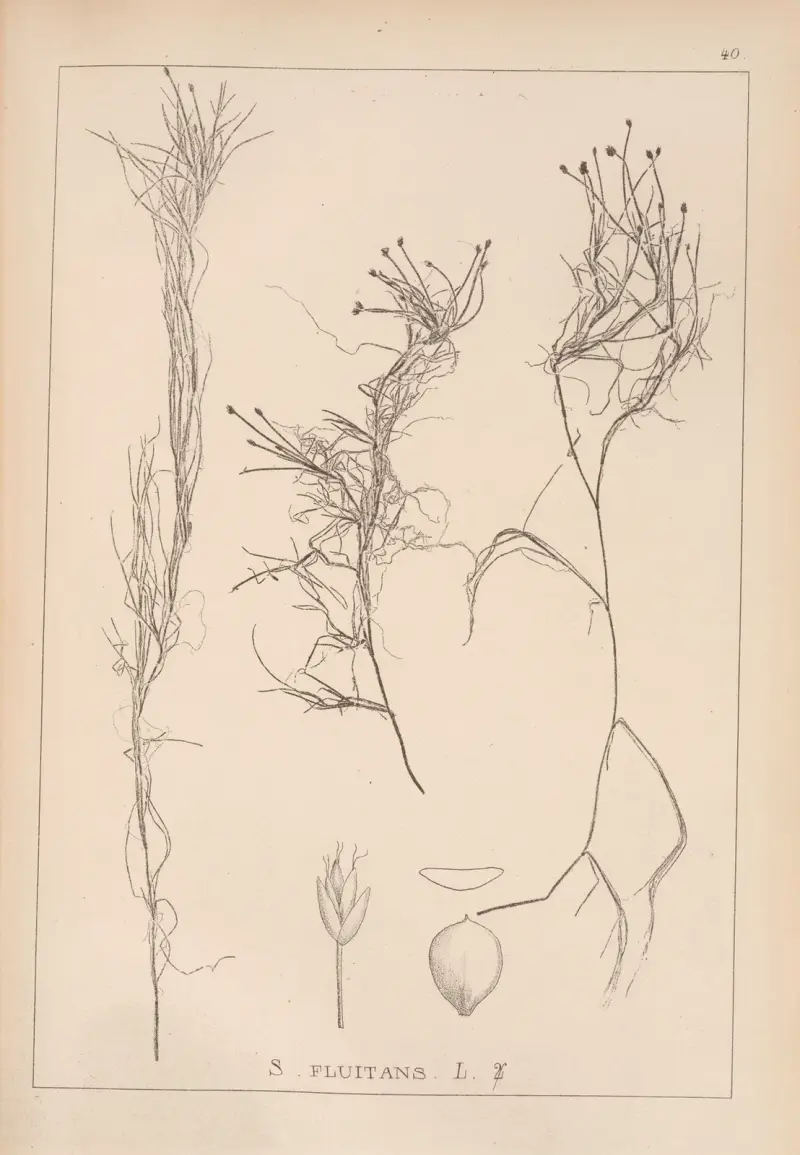 Herbier de la flore française, Tafel 1211 von Louis Antoine Cusin