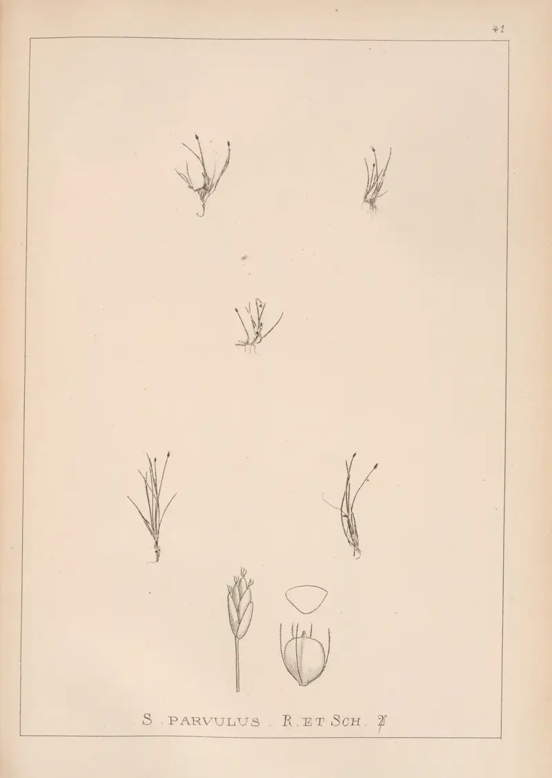Fransk flora, plansch 1212 av Louis Antoine Cusin