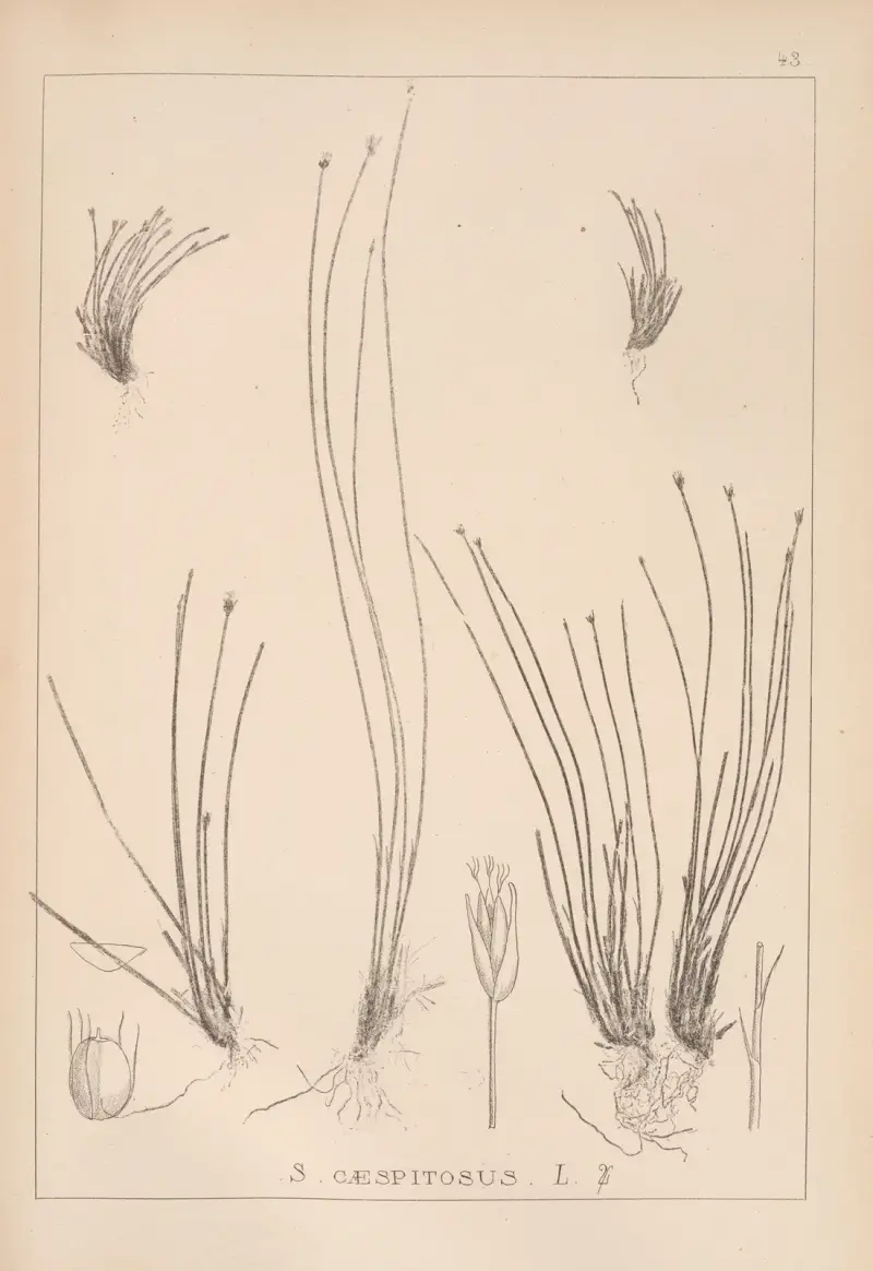 Fransk flora, plansch 1214 av Louis Antoine Cusin