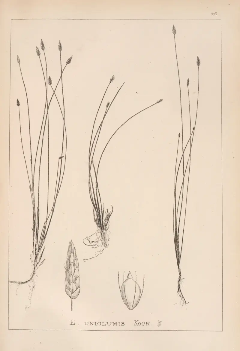 Herbier de la flore française Pl. 1217 von Louis Antoine Cusin