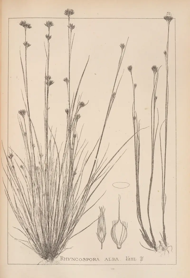 Fransk flora, plansch 1223 av Louis Antoine Cusin