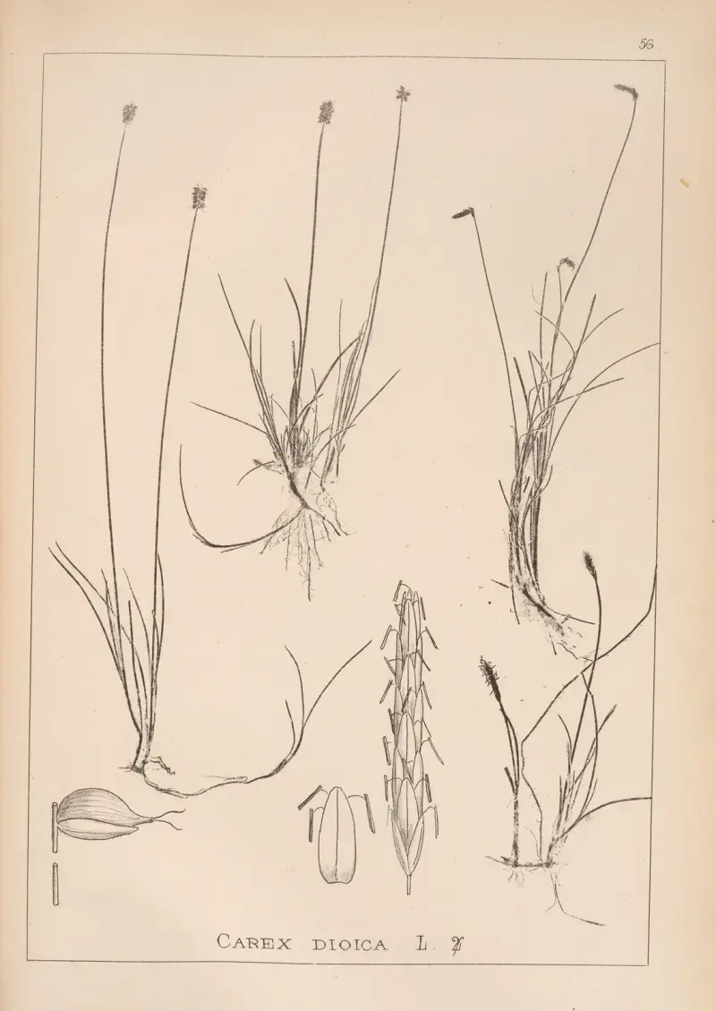 Fransk flora, plansch 1227 av Louis Antoine Cusin