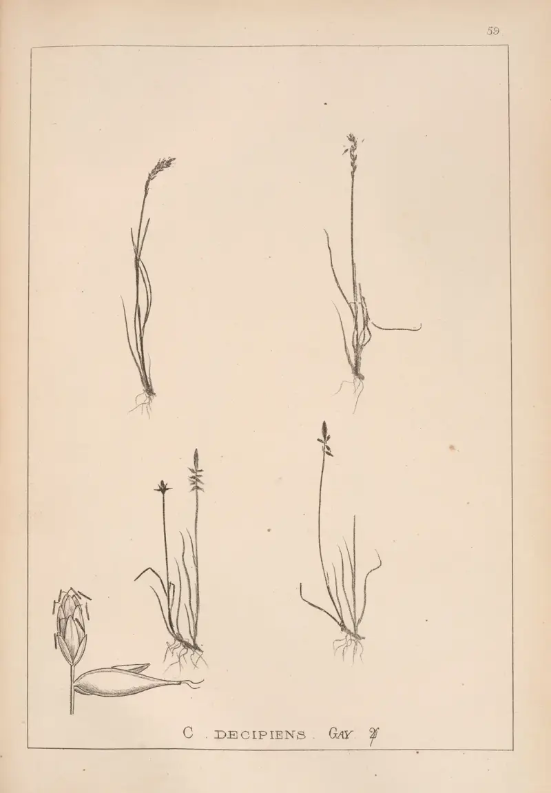 Herbier de la flore française Pl. 1230 von Louis Antoine Cusin
