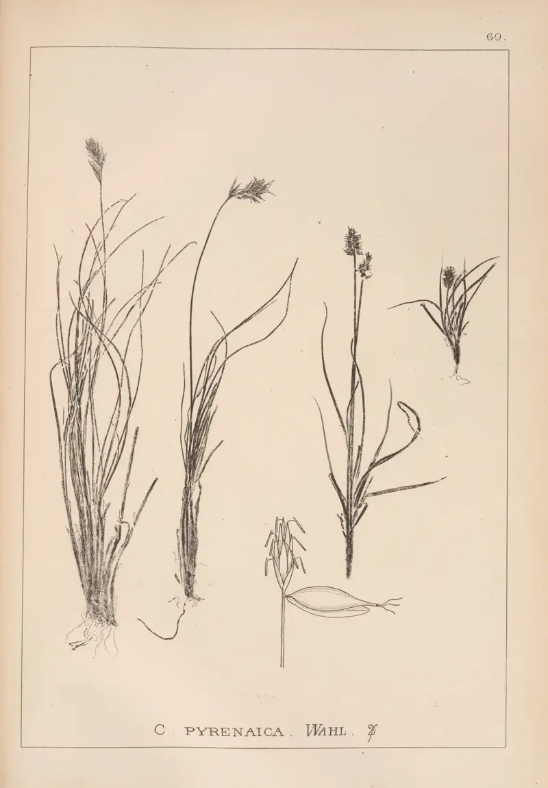 Fransk flora, plansch 1231 av Louis Antoine Cusin