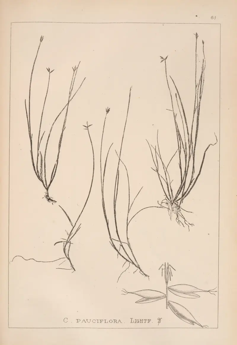 Fransk flora, plansch 1232 av Louis Antoine Cusin