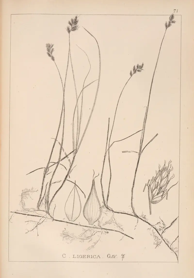 Fransk flora, plansch 1242 av Louis Antoine Cusin