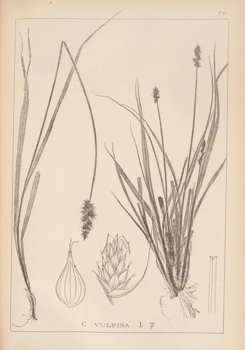 Herbier de la flore française Pl.1245 av Louis Antoine Cusin