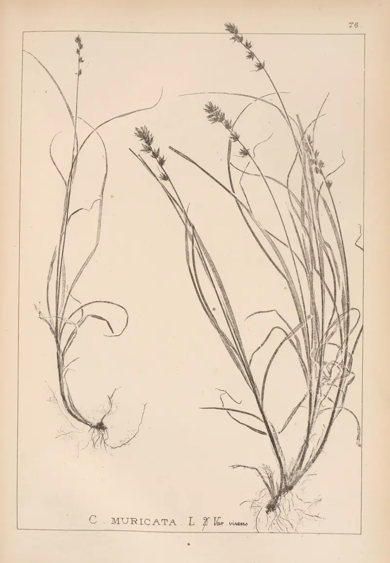 Fransk flora, plansch 1247 av Louis Antoine Cusin