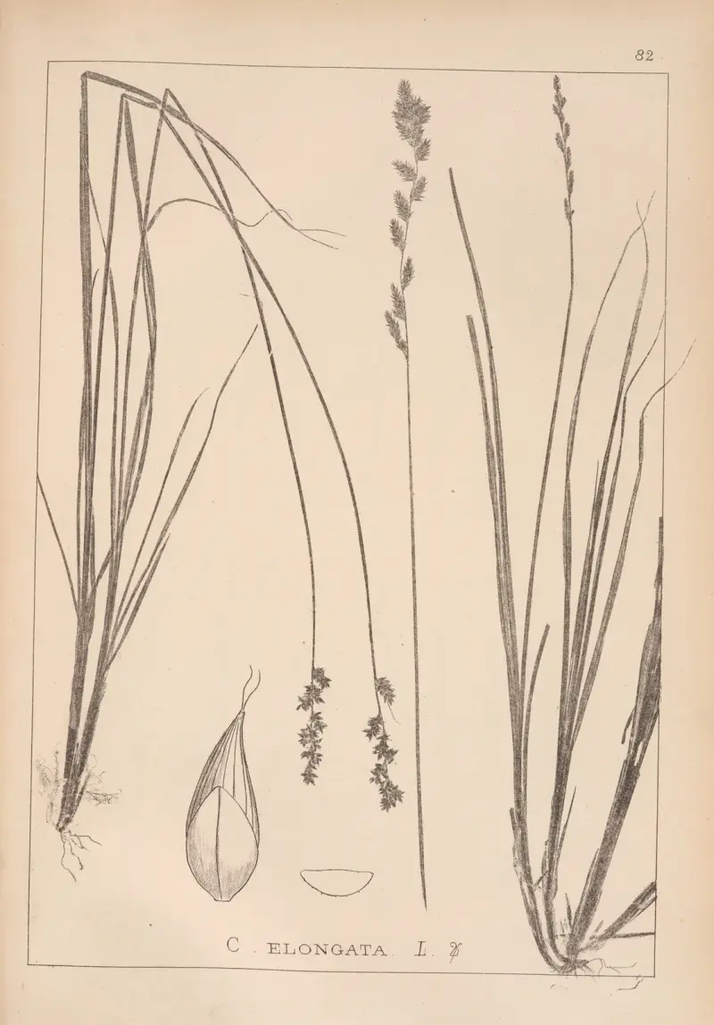 Fransk flora, plansch 1253 av Louis Antoine Cusin