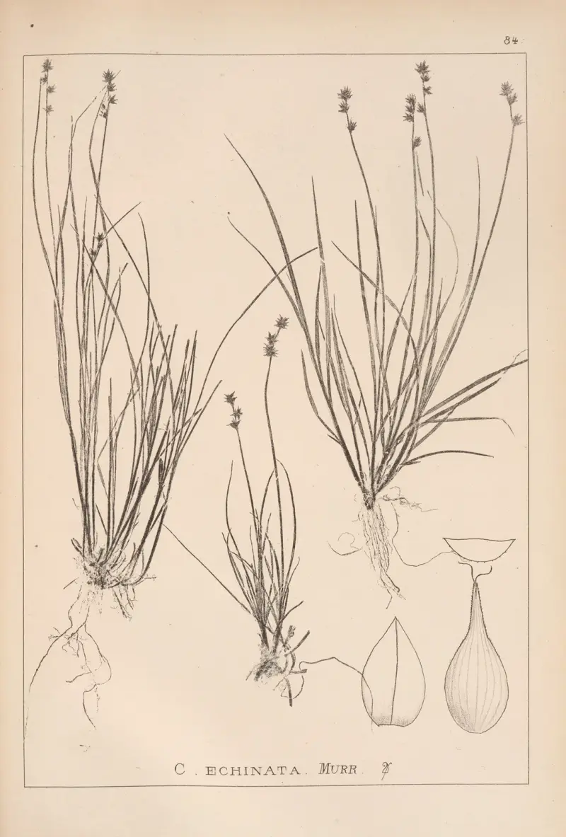 Fransk flora, plansch 1255 av Louis Antoine Cusin