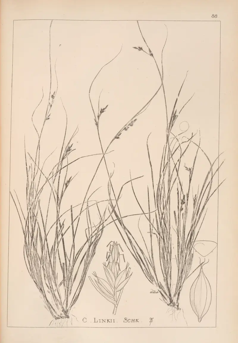 Fransk flora, plansch 1259 av Louis Antoine Cusin