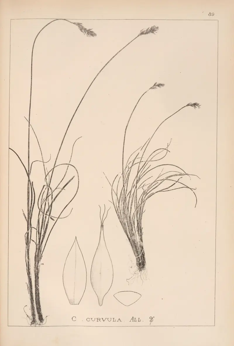 Fransk flora, plansch 1260 av Louis Antoine Cusin