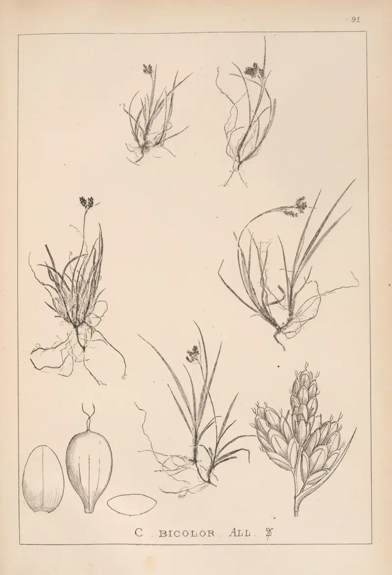 Herbier de la flore française Pl.1262 von Louis Antoine Cusin