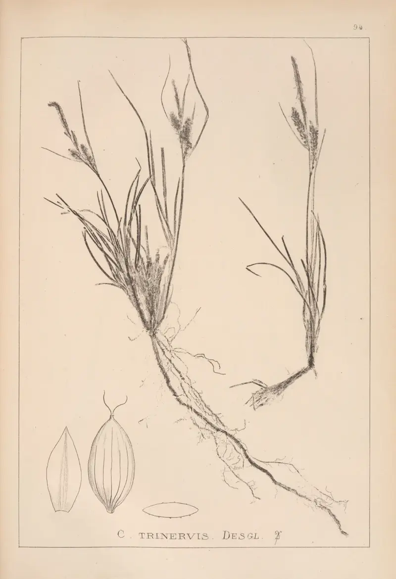 Herbier de la flore française Pl.1265 av Louis Antoine Cusin
