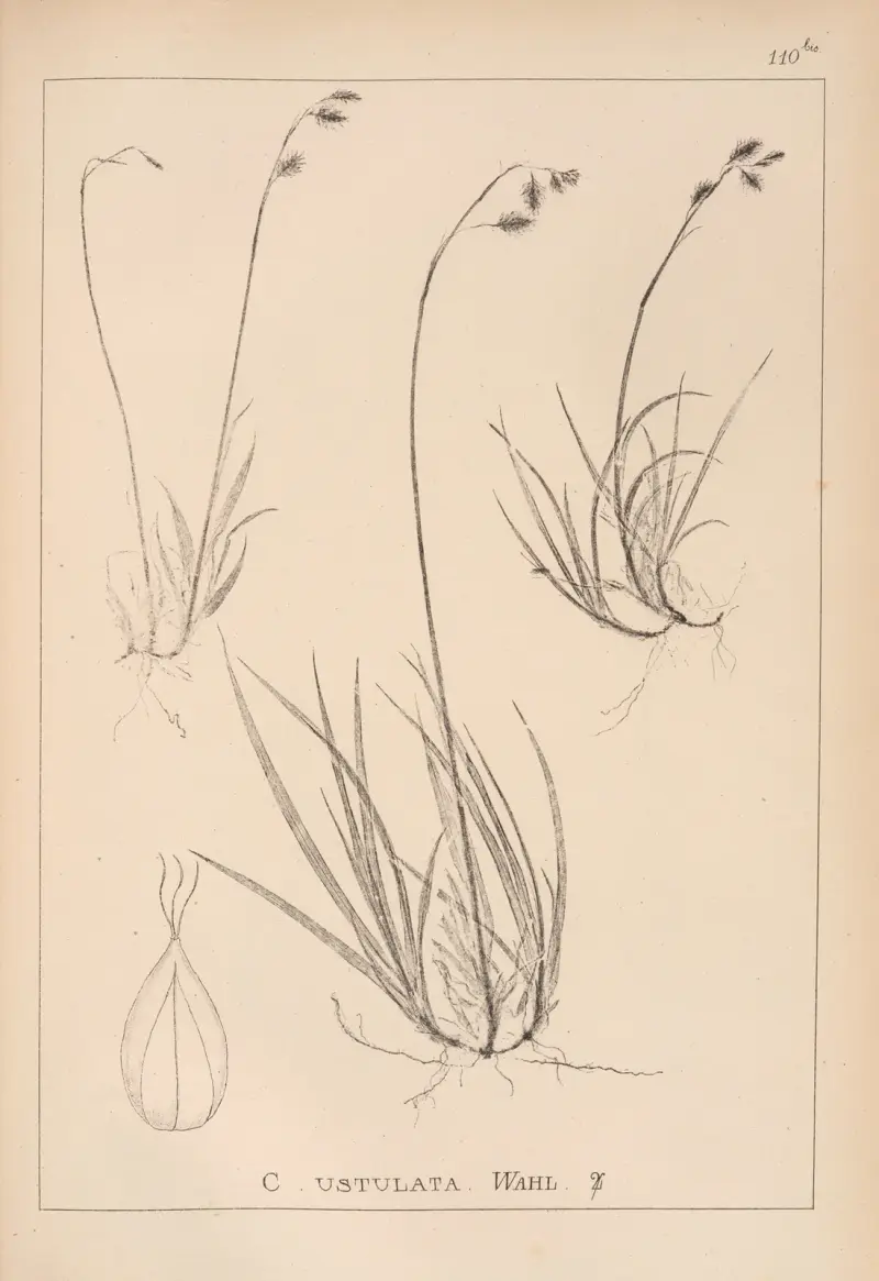 Herbier de la flore française Pl. 1283 von Louis Antoine Cusin