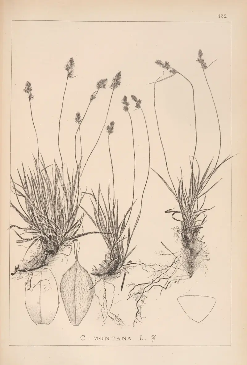 Herbier de la flore française Pl. 1295 von Louis Antoine Cusin