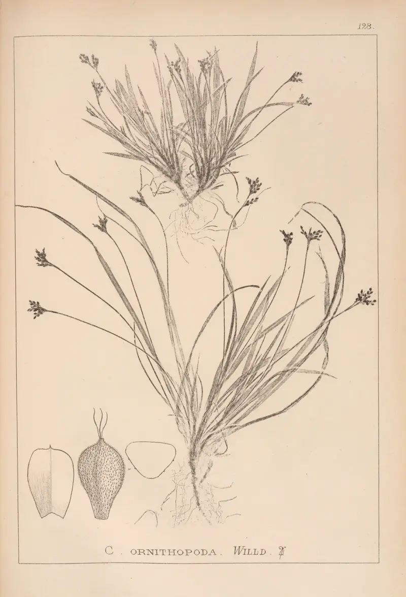 Fransk flora, plansch 1301 av Louis Antoine Cusin
