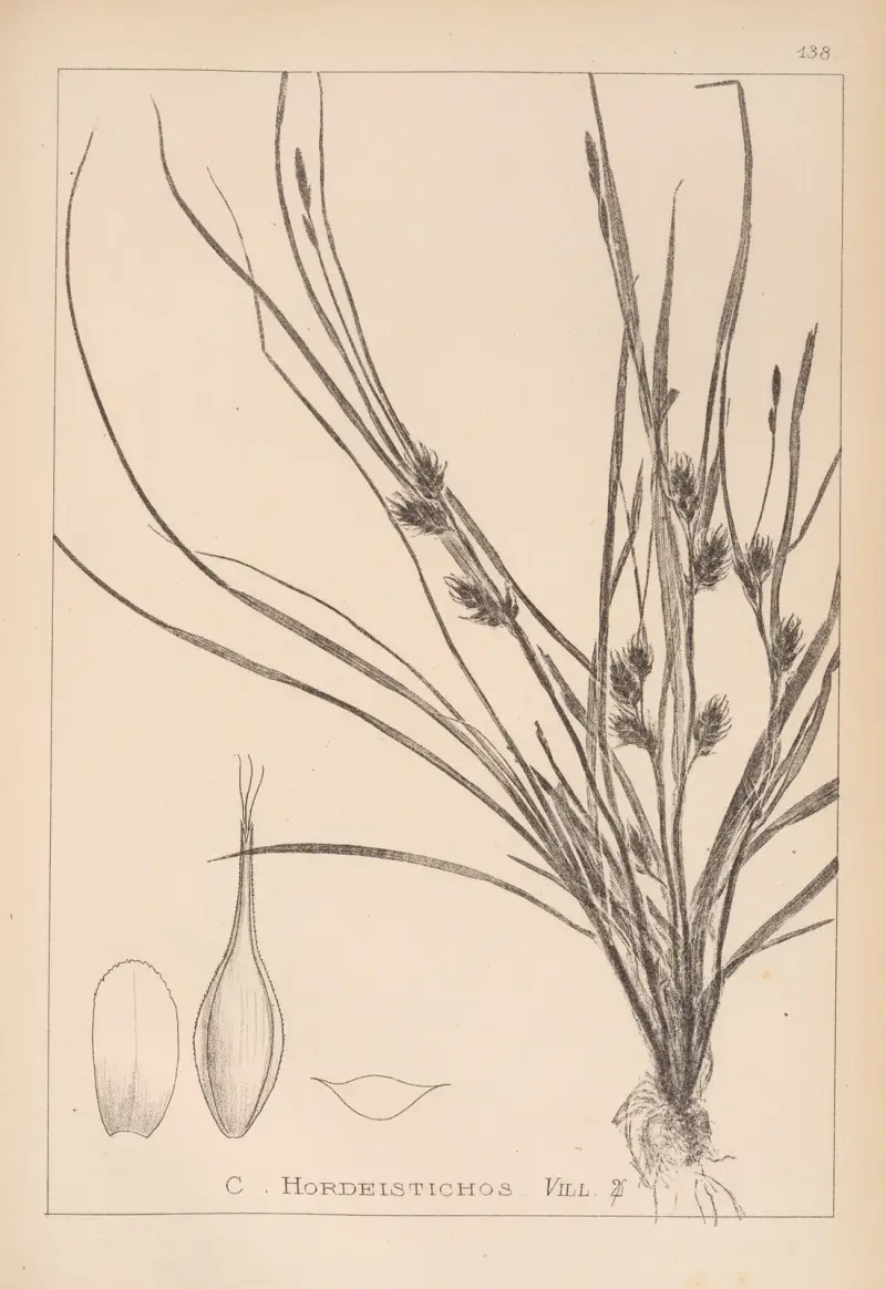 Fransk flora, plansch 1311 av Louis Antoine Cusin