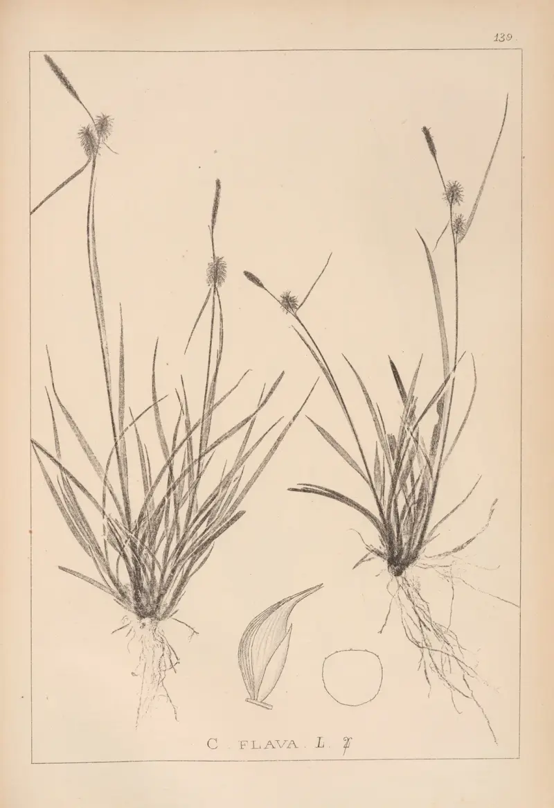 Herbier de la flore française Pl. 1312 von Louis Antoine Cusin