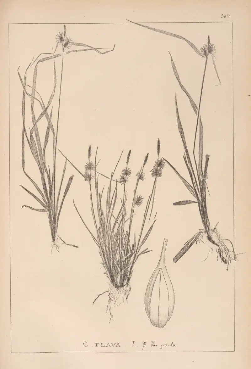 Fransk flora, plansch 1313 av Louis Antoine Cusin
