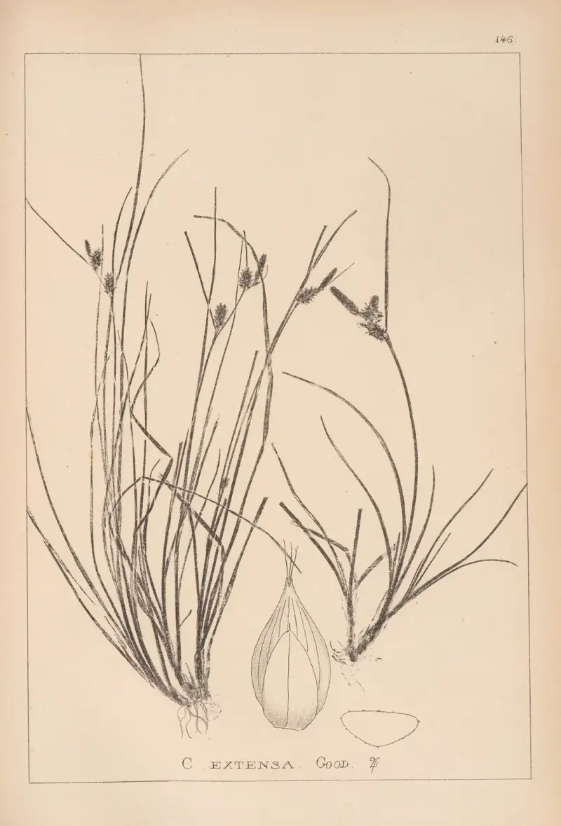 Fransk flora, plansch 1319 av Louis Antoine Cusin