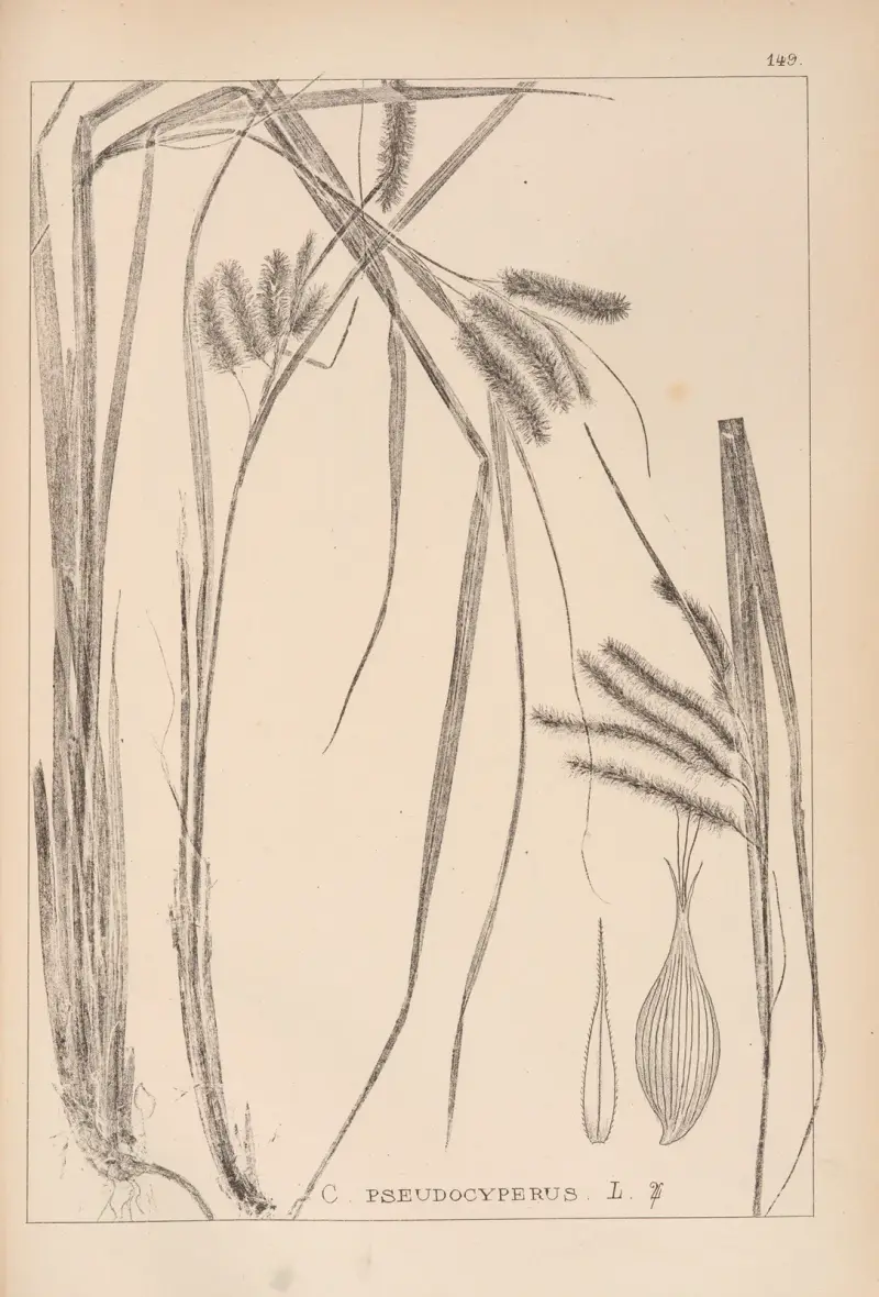 Herbier de la flore française Pl.1322 av Louis Antoine Cusin