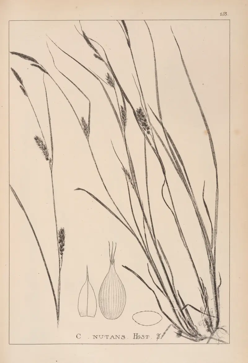 Fransk flora, plansch 1328 av Louis Antoine Cusin