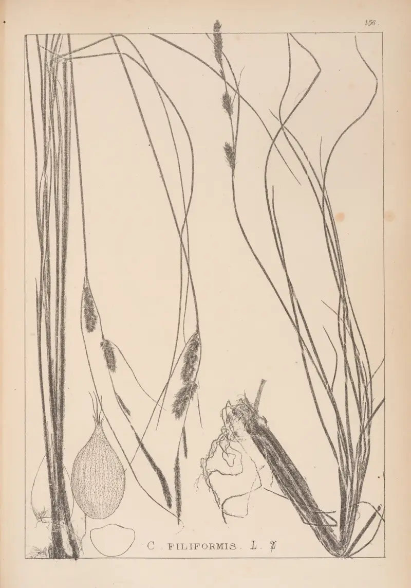 Herbier de la flore française Pl.1329 av Louis Antoine Cusin