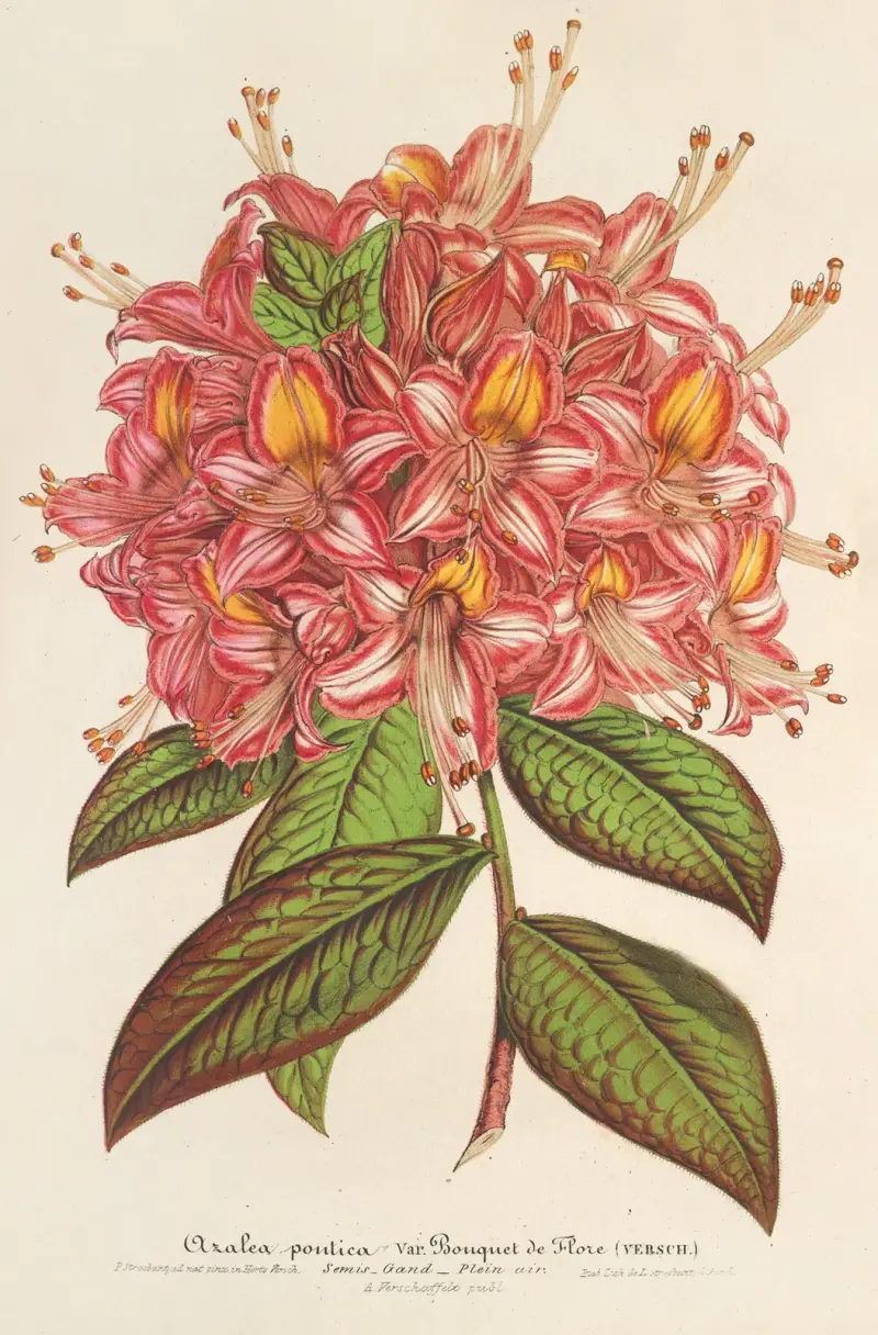 Azaleabukett från Flore des Serres av Charles Antoine Lemaire