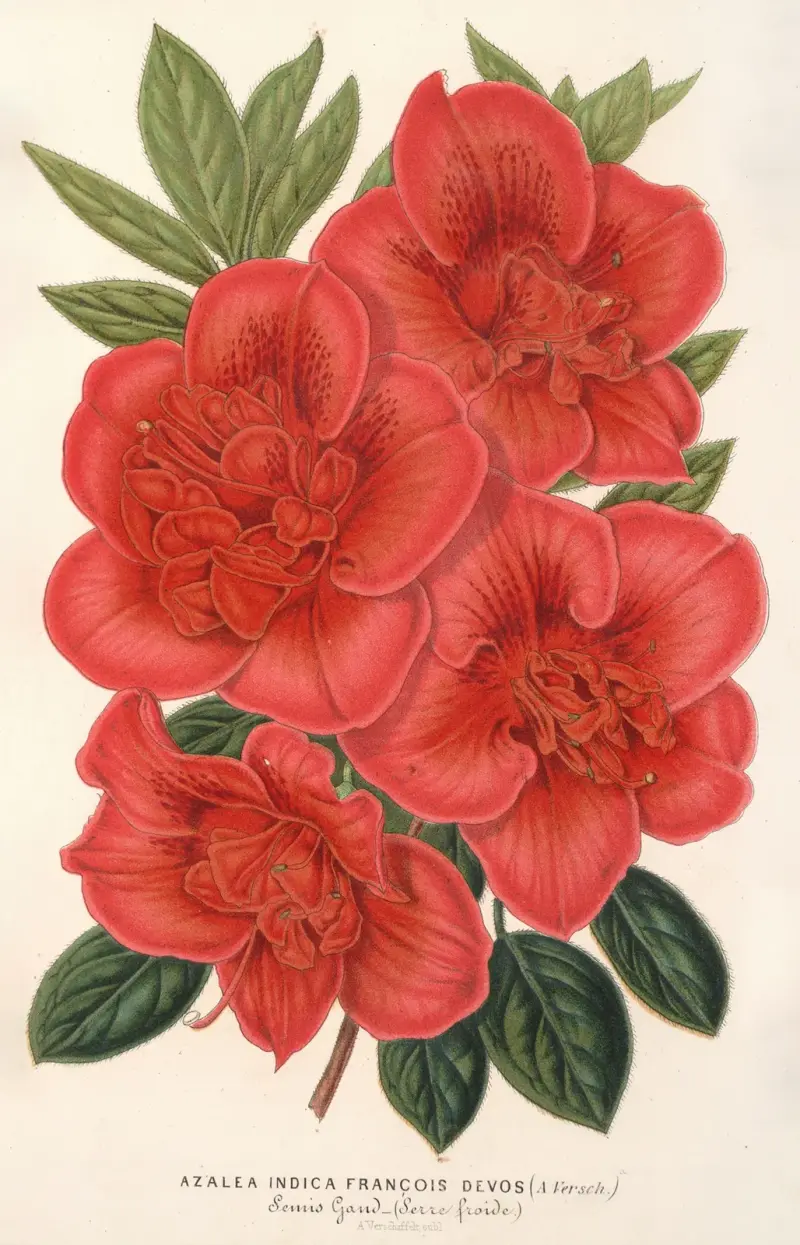 Azalea (indica) François Devos (hybride) av Charles Antoine Lemaire