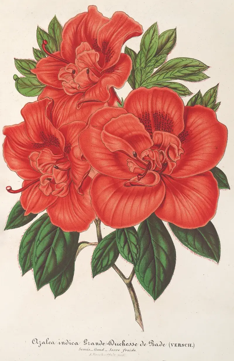 Azalea (indica) Grande Duchesse de Bade von Charles Antoine Lemaire